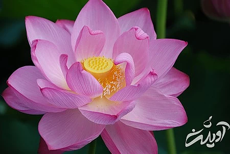 گل بنفشه, تصویر گل